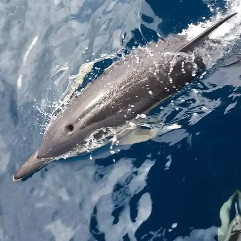 Balade à la rencontre des dauphins — balade à Capbreton