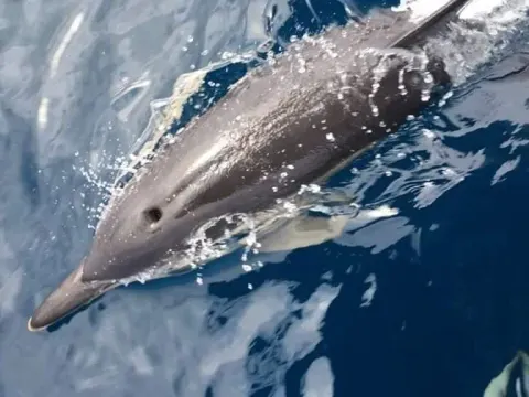 Balade à la rencontre des dauphins — balade à Capbreton